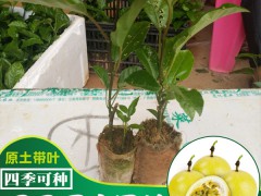 百香果苗怎樣種?_百香果苗種植場圖2