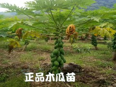 木瓜苗種植戶_如何種植繁衍木瓜技術(shù)咨詢圖2