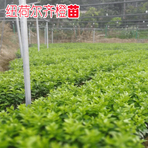 紐荷爾臍橙種植技術(shù)方面