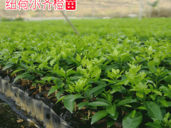 紐荷爾臍橙種植技術(shù)方面圖2