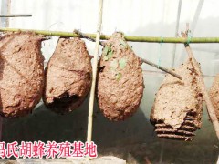 昆明大理麗江胡蜂養(yǎng)殖技術(shù)培訓(xùn)圖3