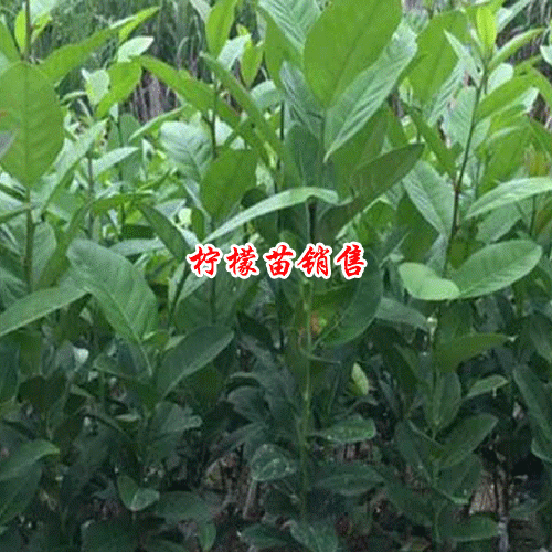 檸檬種子的種植方法是什么？2019年每斤多少錢？