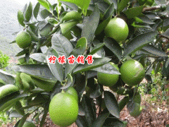 檸檬種子的種植方法是什么？2019年每斤多少錢？圖2