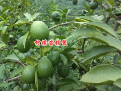 檸檬種子的種植方法是什么？2019年每斤多少錢？圖3