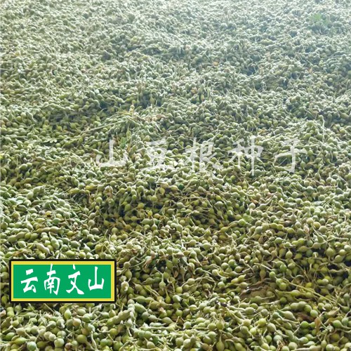 購買山豆根種子6個要點(diǎn), 選購種子的方法技巧_山豆根種植網(wǎng)