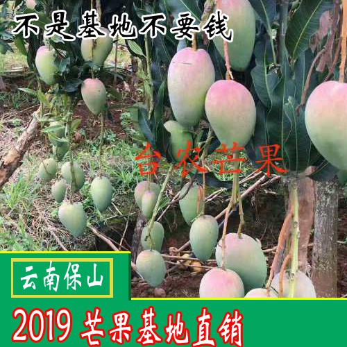 2018-2019青芒果多少錢(qián)一斤