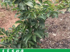 如今吳茱萸價(jià)格在幾個(gè)每斤?圖3