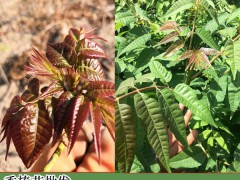 香椿(又叫香椿芽)溫棚種植關鍵點圖2