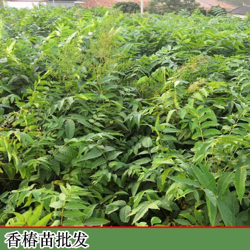 香椿的增產(chǎn)種植及擠壓成型工藝關(guān)鍵點(diǎn)