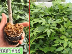 茶辣苗育苗方法?圖3