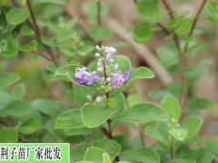 蔓荊子苗出芽方法增產(chǎn)方式圖3