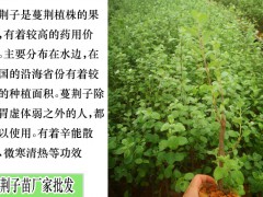 蔓荊子苗，單葉蔓荊子苗信息種植技術圖2