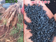 天冬種子價錢?天冬種植技術(shù)_天冬一畝收獲有多少錢圖2