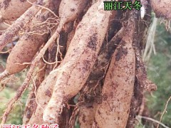 天門冬?繁育要用纖插法,分植幾株種苗種子技術圖2