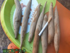 天門冬?繁育要用纖插法,分植幾株種苗種子技術圖3