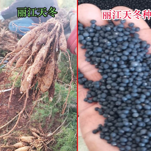 天冬完整種植技術(shù)資料.大天冬種苗,種苗批發(fā)培育