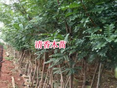 清香木苗多少錢(qián)一棵?種植戶(hù)圖3