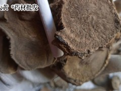 大黃漲價(jià)靜悄悄_黃種植技術(shù)關(guān)鍵有種子繁殖和預(yù)苗栽種。圖3