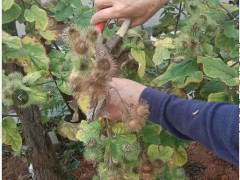 牛蒡籽釆摘通知圖3