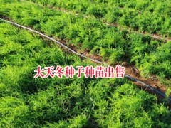 大天冬種子種苗，云南大天冬程海種植基地圖2