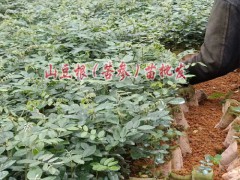 山豆根苗、山豆根種苗、山豆根種子用途圖2