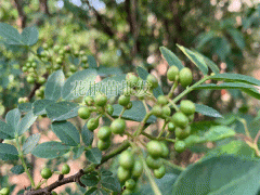 花椒樹(shù)苗_花椒籽栽種為何不出芽？花椒種植技術(shù)資料圖3