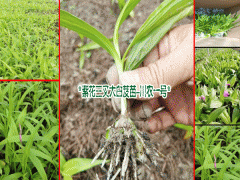 三叉白芨組培苗#紫花白芨種#云南農(nóng)業(yè)科技有限公司圖3