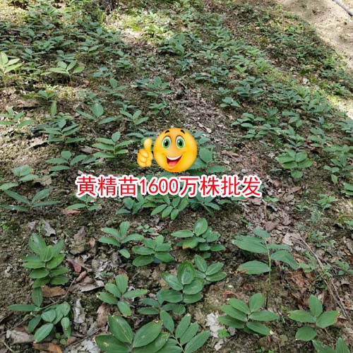 黃精多少錢一噸？黃精中藥材種植廠家