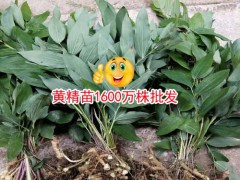 黃精多少錢一噸？黃精中藥材種植廠家圖2