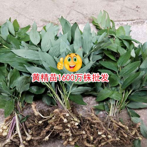 2018-2019黃精市場(chǎng)走勢(shì)走勢(shì)分析,2021黃精人工種植