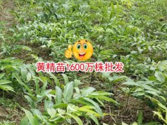 2018-2019黃精市場(chǎng)走勢(shì)走勢(shì)分析,2021黃精人工種植圖3