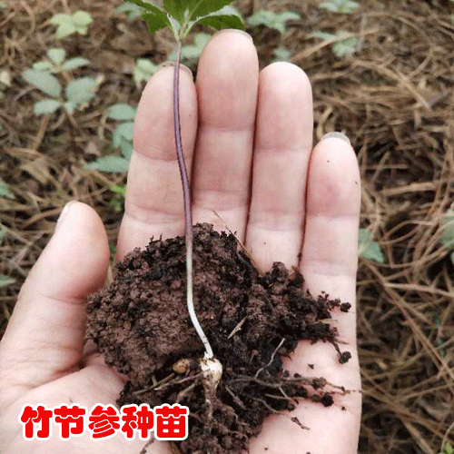 購買竹節(jié)參苗_竹節(jié)參苗供應商