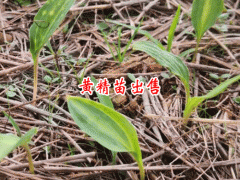 黃精種植苗信息網(wǎng)_ 鎮(zhèn)沅云苑中藥材種植農(nóng)民專(zhuān)業(yè)合作社圖2