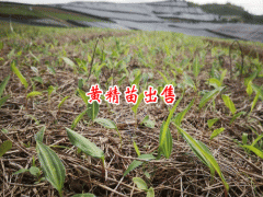 黃精種植苗信息網(wǎng)_ 鎮(zhèn)沅云苑中藥材種植農(nóng)民專(zhuān)業(yè)合作社圖3