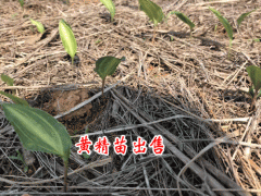 黃精種植苗服務網(wǎng)_ 鎮(zhèn)沅云苑中藥材種植農(nóng)民專業(yè)合作社圖2