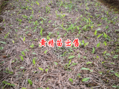 黃精種植苗服務網(wǎng)_ 鎮(zhèn)沅云苑中藥材種植農(nóng)民專業(yè)合作社圖3