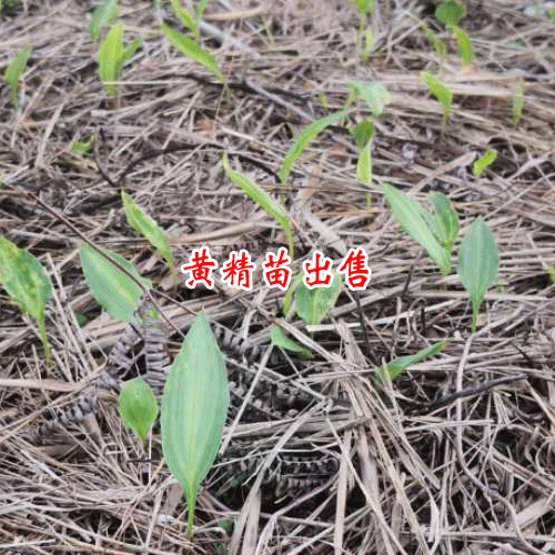 滇黃精文山_黃精收購公司_云南省黃精種植產(chǎn)業(yè)基地照片