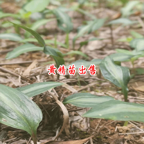 云南省哪兒栽種黃精多_黃精西疇栽種產(chǎn)業(yè)基地