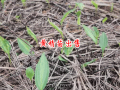 簡(jiǎn)單黃精種植方式_易懂好種就是說(shuō)黃精圖3