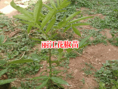 云南麗江花椒苗1挑選適合的種植區(qū)圖2