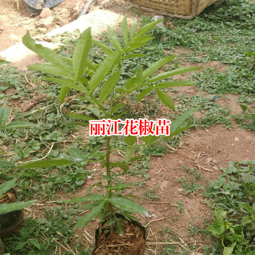 麗江市【花椒苗種植時(shí)間】?jī)r(jià)格多少一棵