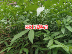 麗江市【花椒苗種植時(shí)間】價(jià)格多少一棵圖2