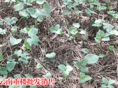 今日重樓苗,重樓苗價格- 曲靖升陽中藥材種植有限公司圖2