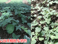 1-4年重樓苗價格_重樓苗種子圖2