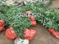 黃精苗批發(fā),種植一畝黃精需要多少?圖1