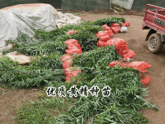 種植黃精怎么樣?_哪里有黃精種苗和技術圖3