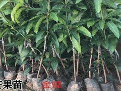 云南省栽種的芒果苗必須哪些標(biāo)準(zhǔn)_芒果苗基地直銷(xiāo)苗信息圖2