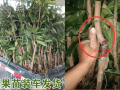 芒果樹苗要多少錢一株？圖2