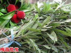 楊梅苗圃基地_楊梅定植管理技術(shù),楊梅苗多久澆水好圖2