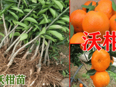 沃柑樹(shù)苗_2019-07-05產(chǎn)地沃柑樹(shù)苗多少錢(qián)一株圖2